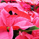 Illustration for article titled Those Poinsettias Are Not Going to Poison You